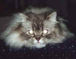 Picture for song 'I Love Cats' by artist 'Rick Norton'