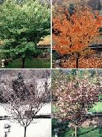 Picture for song 'Seasons' by artist 'Rick Norton'