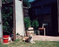 Picture for song 'MY DOG' by artist 'Ricky B'