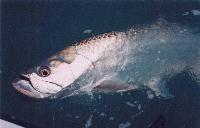 Picture for song 'Poonbeat' by artist 'RidiculousRhymes'