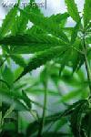 Picture for song 'Weed Story' by artist 'riff raff12'