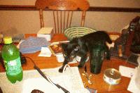 Picture for song 'Beamer Shows An Interest...' by artist 'Rigel Kent'