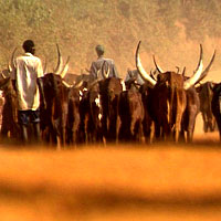 Picture for song 'Ikibunda' by artist 'Rinaldo'