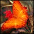 Picture for song 'Butterfly (DJ Flare Remix)' by artist 'RJay22'