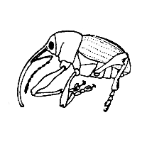 Picture for song 'MONEY' by artist 'roAE'