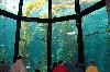Picture for song 'Trip To Da Aquarium' by artist 'RobbieRandall'