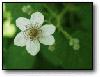 Picture for song 'Blackberry Blossom' by artist 'Rob Hecht'