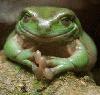 Picture for song 'The Gift Of The Barking Frog' by artist 'Robin And The Giant'