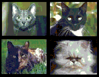 Picture for song 'Pale Ale is a Friend of Mine' by artist 'Rock Cats'