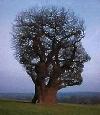 Picture for song 'Imagine' by artist 'Rocker'