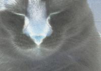 Picture for song 'Orgasmo' by artist 'ROCK SHRED'