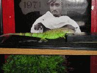 Picture for song 'Feel This' by artist 'Roe'