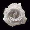 Picture for song 'Beautiful Little Rose' by artist 'ROGUE'