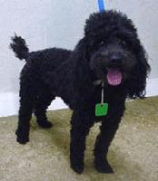 Picture for song 'POODLE NIGHTMARE' by artist 'Ronnie Rolexxx'