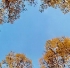 Picture for song 'Connections' by artist 'Ronnie Schilling'