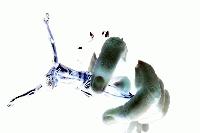 Picture for song 'Why' by artist 'Rose Petals and Confetti'