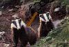 Picture for song 'badgers need poking!!' by artist 'R OUTLAW A'