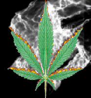 Picture for song 'Castigando' by artist 'Rude'