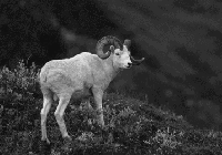 Picture for song 'Pararnos feat. Mario Da Damager' by artist 'Rude'