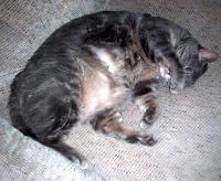 Picture for song 'cameron' by artist 'Ruffcutsbobyoung'