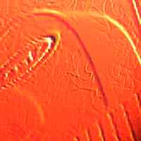 Picture for song 'Bleach my bones' by artist 'Rundogrun'