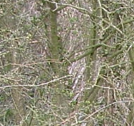 Picture for song 'Abbey Grounds' by artist 'Rusty Red'