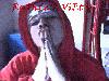 Picture for song 'gangsta' by artist 'RuThLeSsVi3tG'