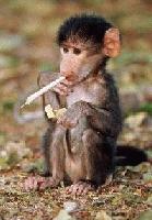 Picture for song 'Coolie High 2004' by artist 'Ryme and Reason'