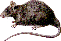 Picture for song 'Rat Race' by artist 'Rythm and Dope'
