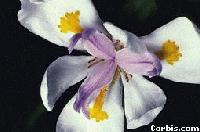 Picture for song 'Gavotte in g minor' by artist 'Sablade'