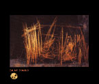 Picture for song 'Wicked Wond' by artist 'saint diablo'