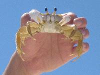 Picture for song 'Real Tense Electric' by artist 'SamuraiDJ'