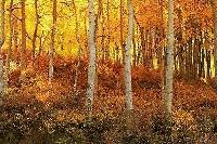 Picture for song 'Fall' by artist 'Sanity Fair'