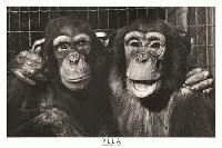 Picture for song 'Coffe House Blowjob' by artist 'Sasquatch The Legend (US)'