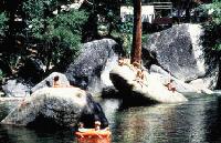 Picture for song 'Circle of Trees' by artist 'Savage Peter'