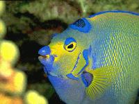 Picture for song 'Fish King v.2' by artist 'Savage Peter'