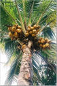 Picture for song 'Coconut' by artist 'Savage Tracks'