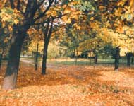 Picture for song 'Down At The Park' by artist 'Save Winona'