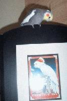 Picture for song 'The Jitters Beat' by artist 'Scorpion IAMNOWHERE'