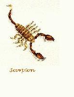 Picture for song 'TearDrops' by artist 'Scorpion the real one'