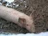 Picture for song 'Porkchop' by artist 'Scott Kent'