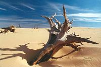 Picture for song 'Driftwood on a shore' by artist 'Screen 66'