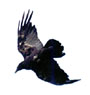 Picture for song 'NEVERMORE' by artist 'Scribe And Sage'