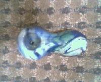 Picture for song 'Chewy Roach' by artist 'SDB'