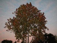 Picture for song 'FaSun' by artist 'SDB'