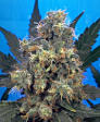 Picture for song 'Smokin on the Dro' by artist 'SDBeats'