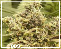 Picture for song 'What I Need' by artist 'SDotHood'