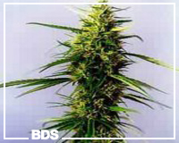 Picture for song 'What You Know About? (Cut Version)' by artist 'SDotHood'