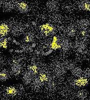 Picture for song 'IntentionalNirvanaFunk' by artist 'seapeaare'