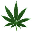 Picture for song 'Weed Anthem' by artist 'SebbyD'